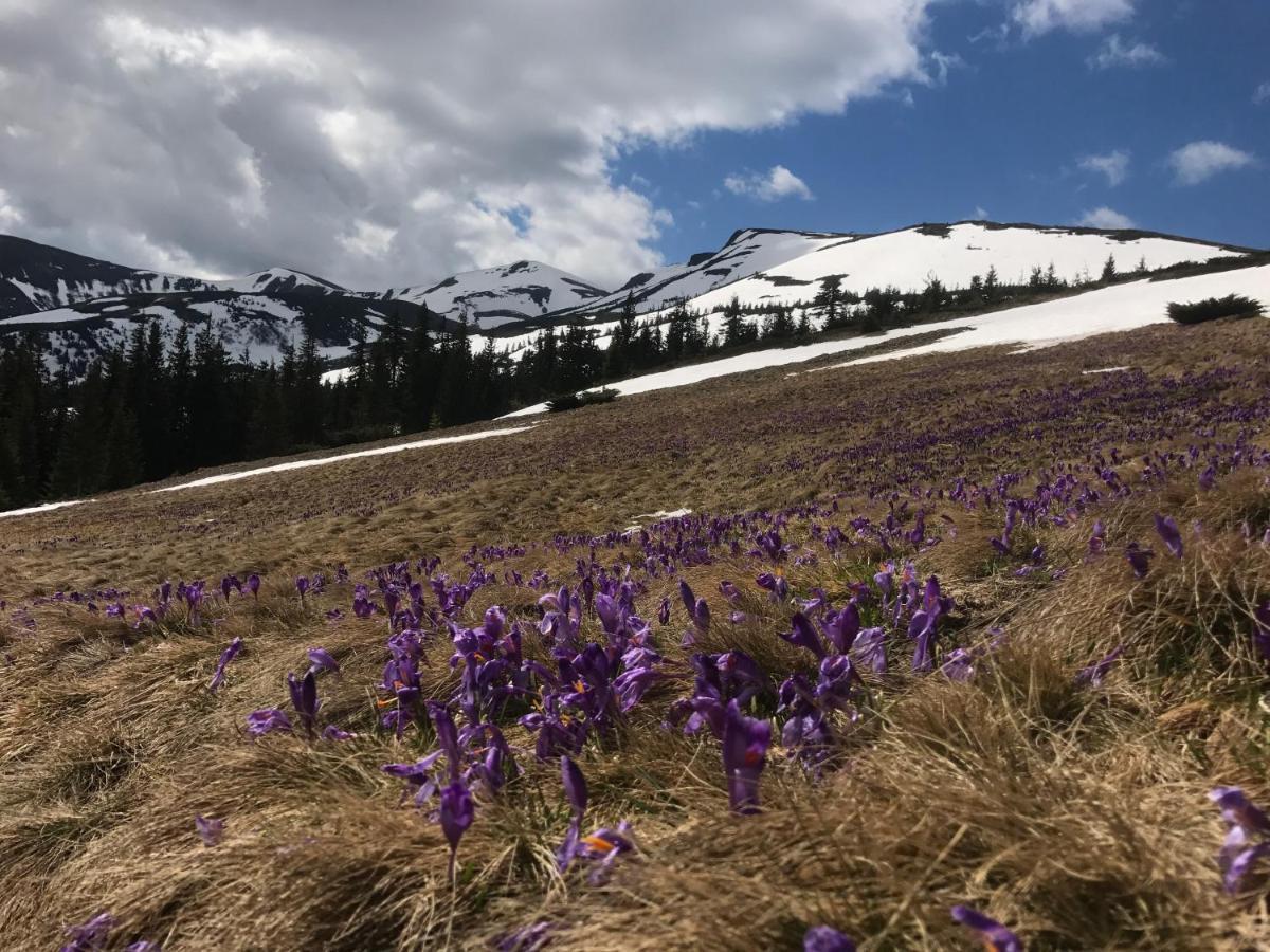 Alpin Eco Chalet & Wellness Drahobrat Dış mekan fotoğraf
