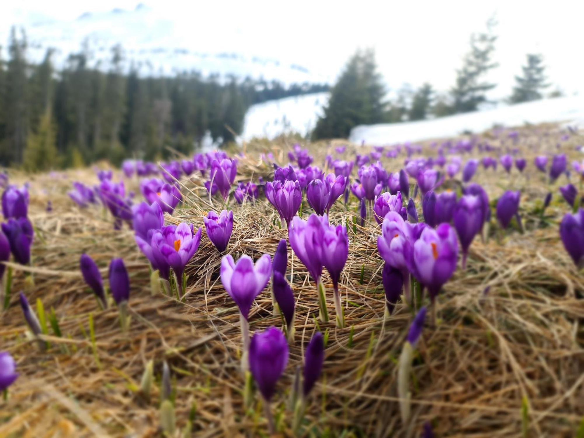 Alpin Eco Chalet & Wellness Drahobrat Dış mekan fotoğraf